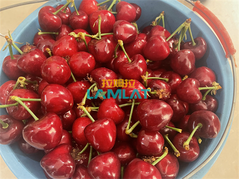 水溶肥,伯示麥,櫻桃種植 水溶肥,伯示麥,櫻桃種植