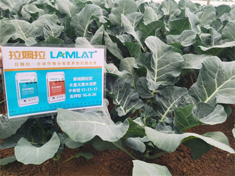 水溶肥,拉姆拉,葉菜種植 水溶肥,拉姆拉,葉菜種植
