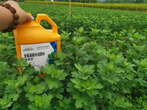 菊花種植,水溶肥廠家，翠姆