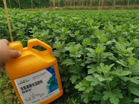 菊花種植,水溶肥廠家，翠姆