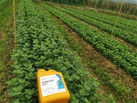 菊花種植,水溶肥廠家，翠姆