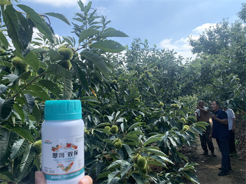 水溶肥品牌,板栗?；ū９?翠姆雙保