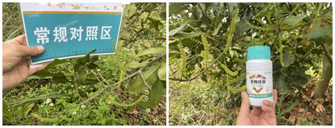 進(jìn)口水溶肥,堅(jiān)果種植,翠姆水溶肥