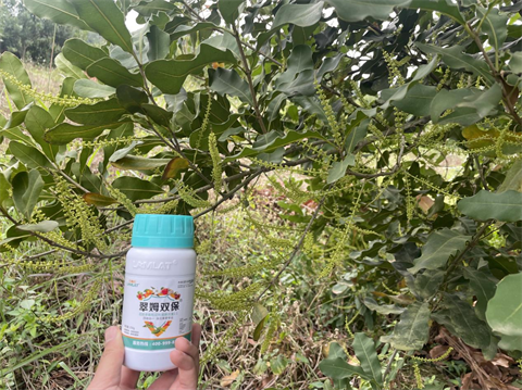 進(jìn)口水溶肥,堅(jiān)果種植,翠姆水溶肥