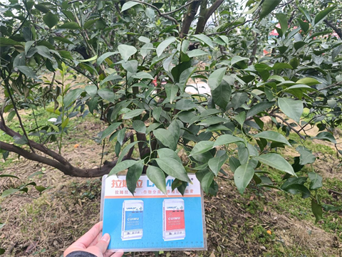 進(jìn)口水溶肥,柑橘種植,拉姆拉滴灌級特種肥